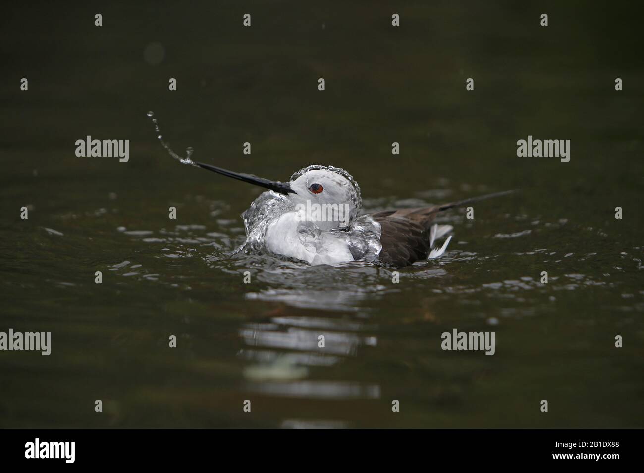 Black-Winged Stilt, himantopus himantopus, Adult having Bath, Pyrenees in the South of France Stock Photo