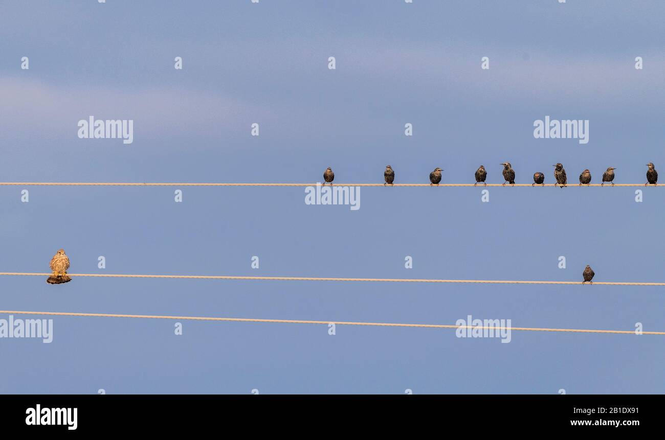 Female common kestrel, Falco tinnunculus, perched on wire away from group of Starlings. Stock Photo