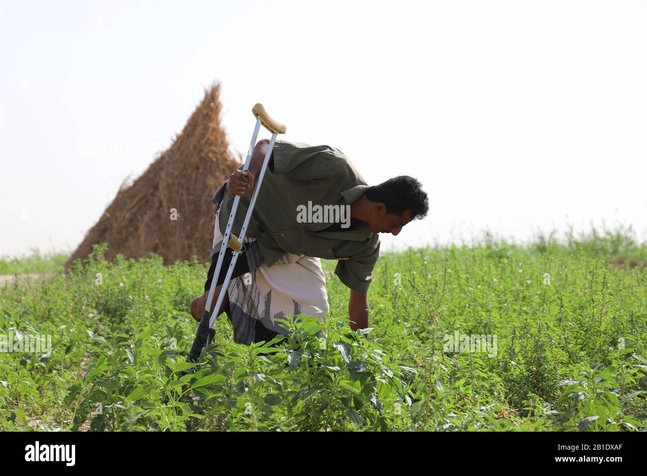 Hajjah, Yemen. 24th Feb, 2020. A landmine victim works at a farm in Midi District of Hajjah Province, Yemen, Feb. 24, 2020. According to the United Nations, thousands of landmines, unexploded ordnance, and other explosive remnants of war have been left behind during the ongoing conflict in Yemen. Credit: Mohammed Alwafi/Xinhua/Alamy Live News Stock Photo