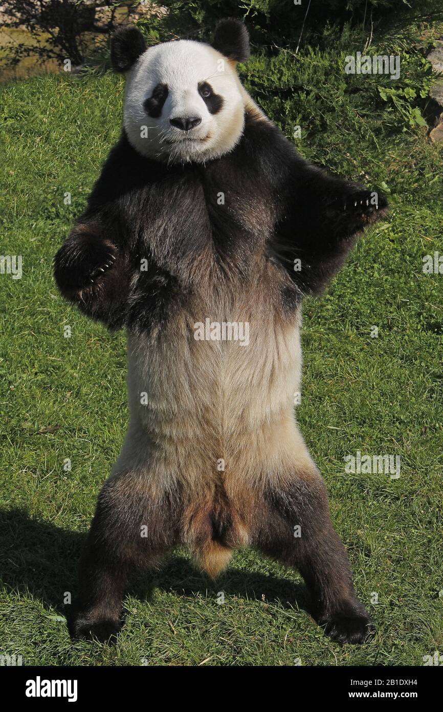 Giant Panda, ailuropoda melanoleuca, Male standing on Hind Legs Stock Photo