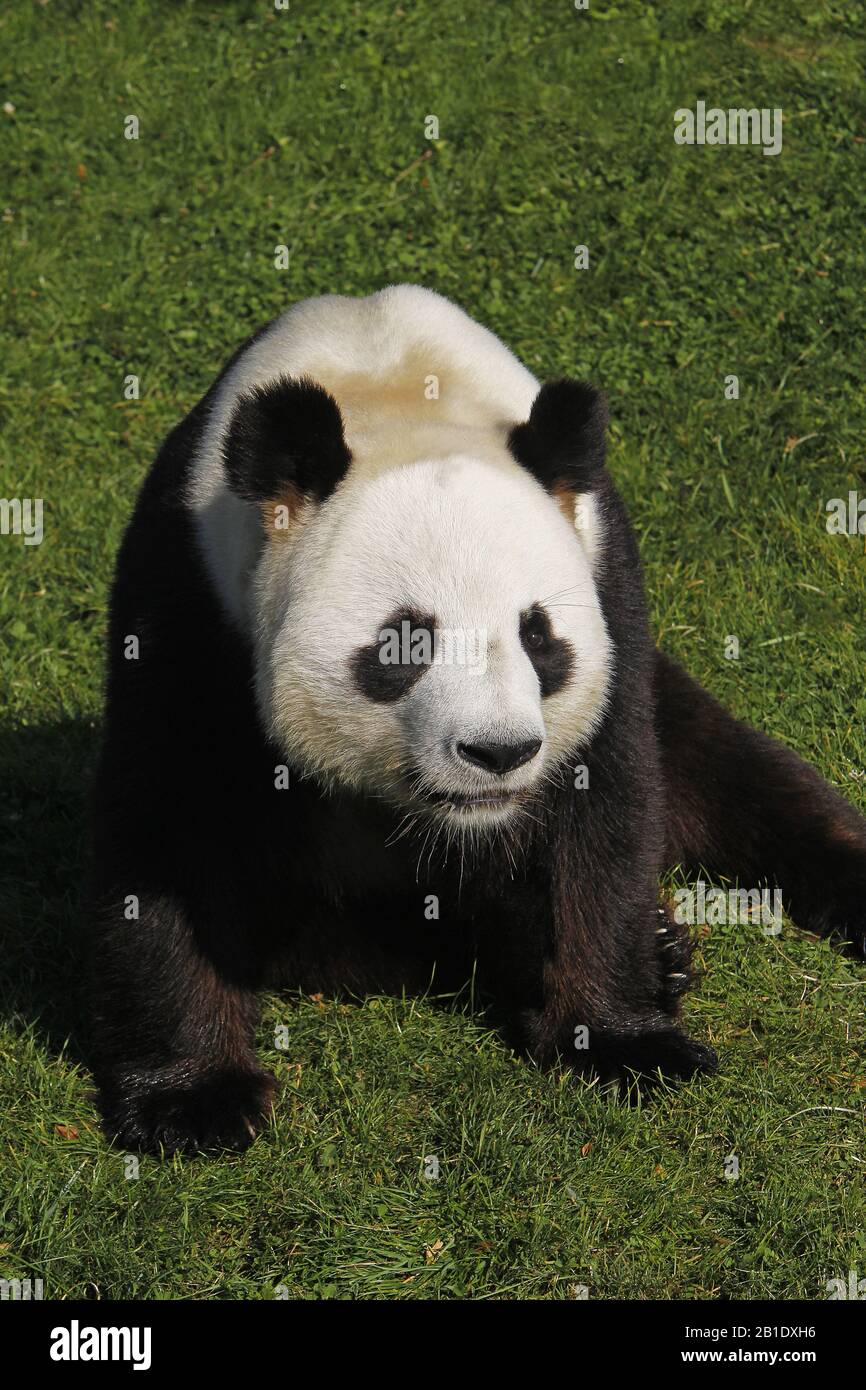Giant Panda, ailuropoda melanoleuca,  Adult sitting Stock Photo