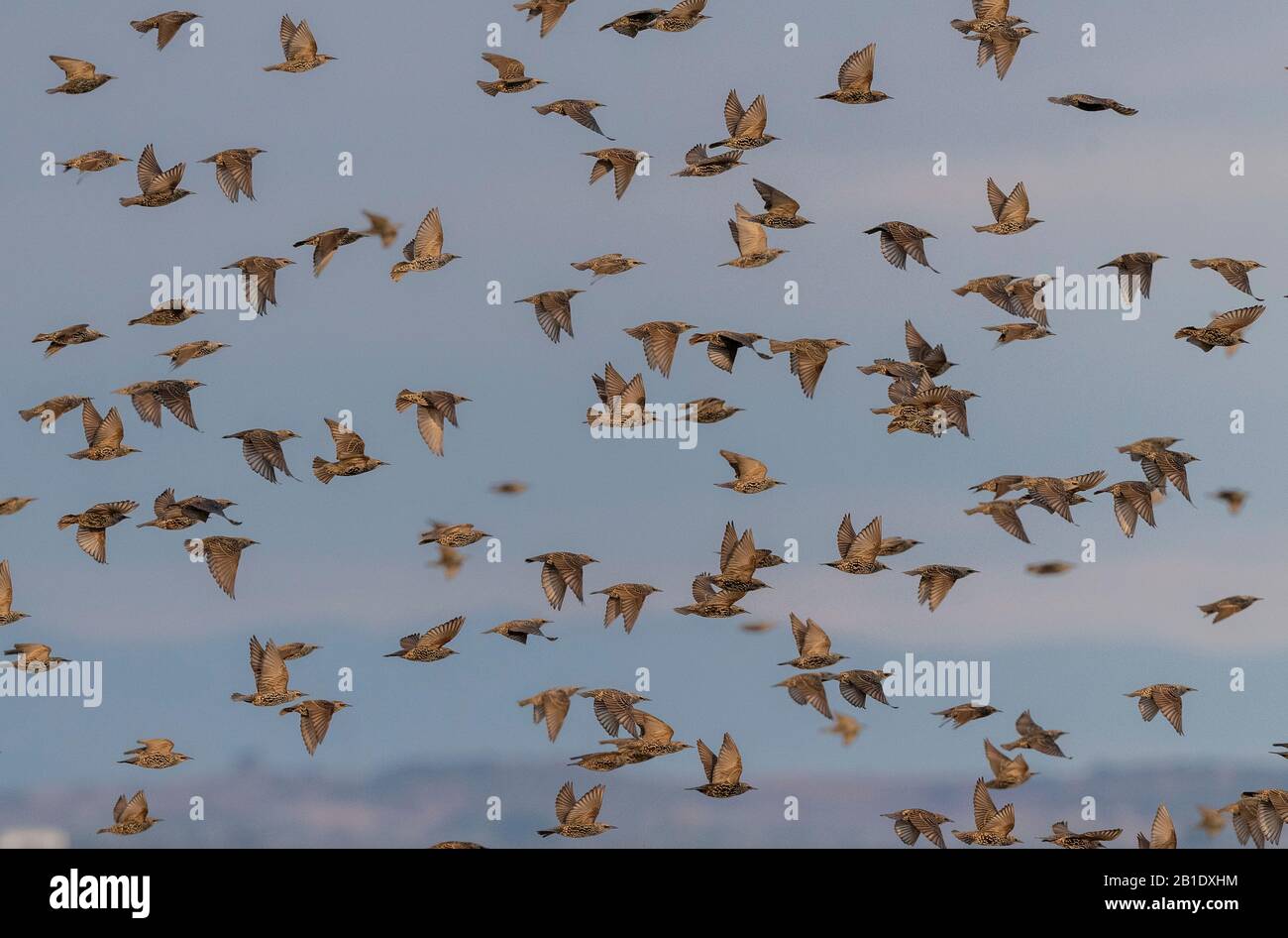 Starlings, Sturnus vulgaris, in flocks prior to evening roosting. Stock Photo