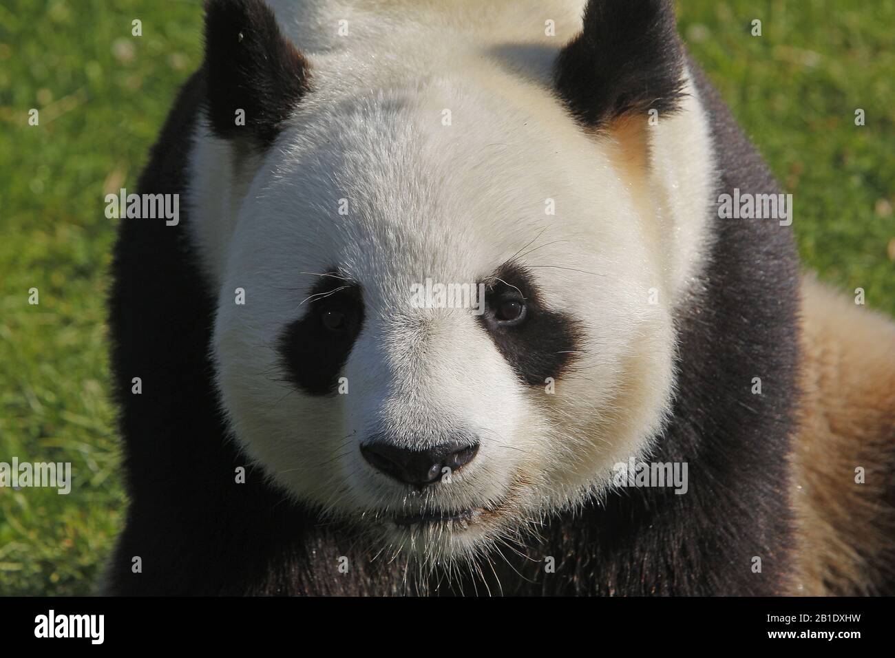 Giant Panda, ailuropoda melanoleuca, Portrait of Adult Stock Photo - Alamy
