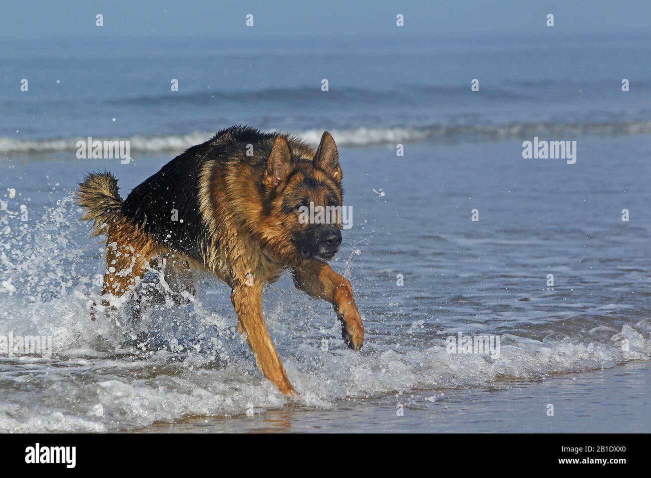 German Shepherd, Male playing in Waves, beach in Normandy Stock Photo