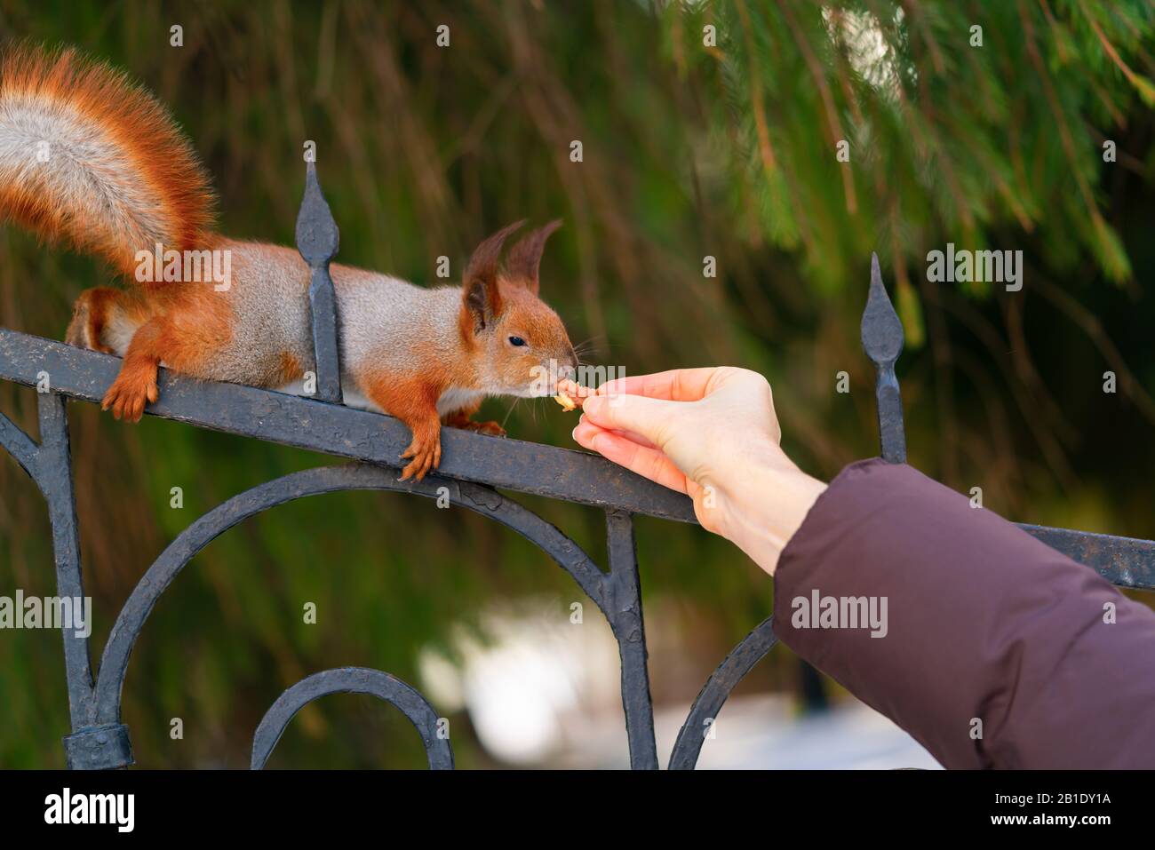 Nice squirrel eating nut from woman hand in the city park in winter. Love to nature concept. Horizontal and color image. Stock Photo