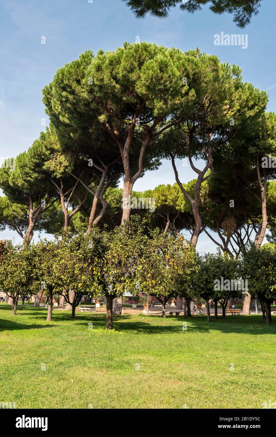 Orange Trees Garden, Giardino degli Aranci, Savello park, Rome, Italy Stock Photo