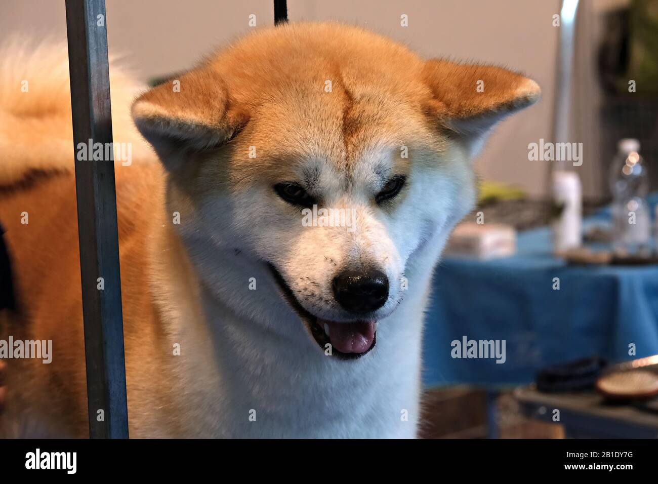 Close portrait of an Akita Inu at the dog show Stock Photo - Alamy