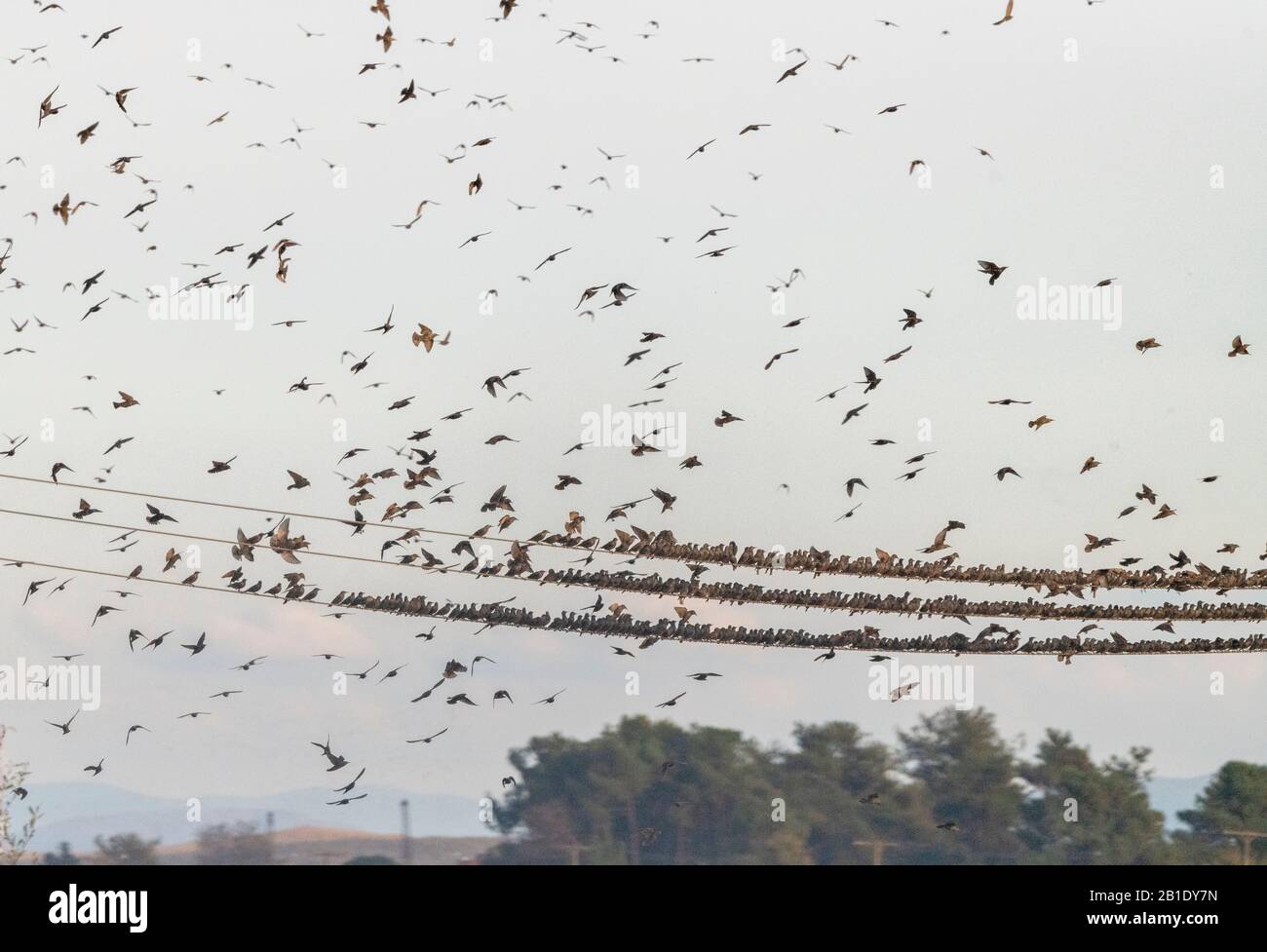 Starlings, Sturnus vulgaris, in flocks around phone wires, prior to evening roosting. Stock Photo