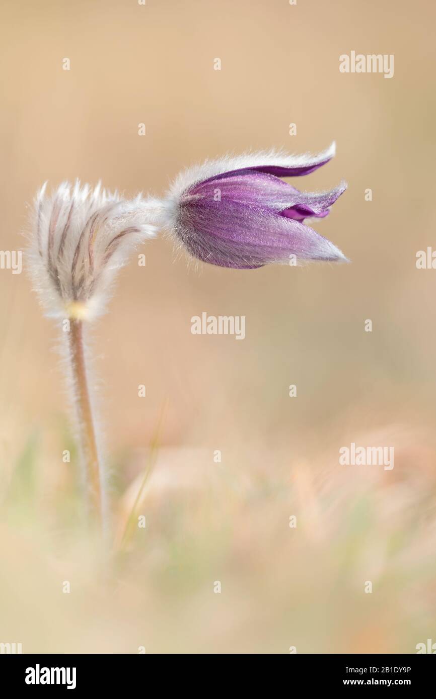 Wild species of Anemone flower at sunrise (Pulsatilla montana) Stock Photo