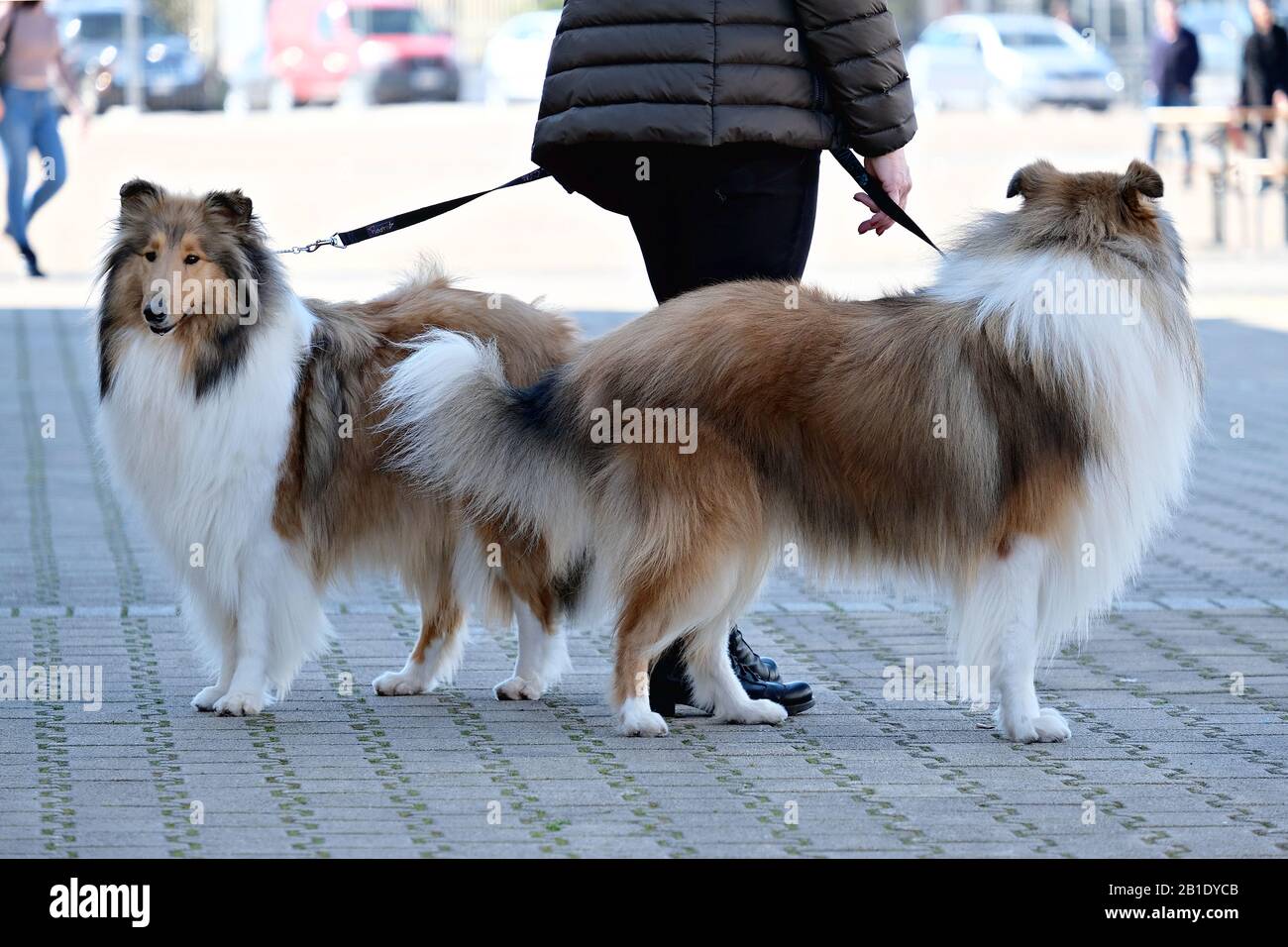 Couple of Scotch Collie at the dog show Stock Photo