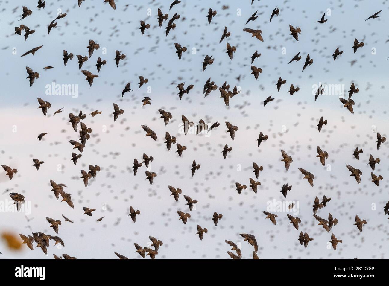Starlings, Sturnus vulgaris, in flocks prior to evening roosting. Stock Photo