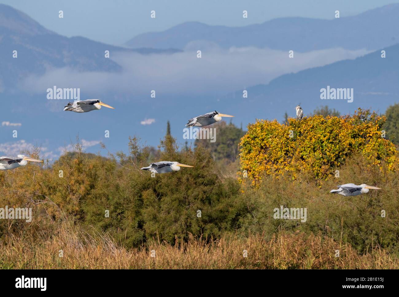 Great white pelicans, Pelecanus onocrotalus, in flight in north-eastern Greece, autumn. Grey Heron in background. Stock Photo