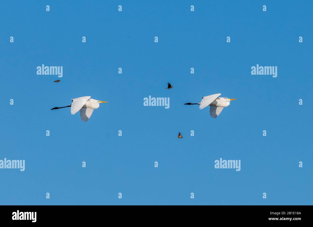 Great White Egrets, Ardea alba in flight, with accompanying finches. Stock Photo