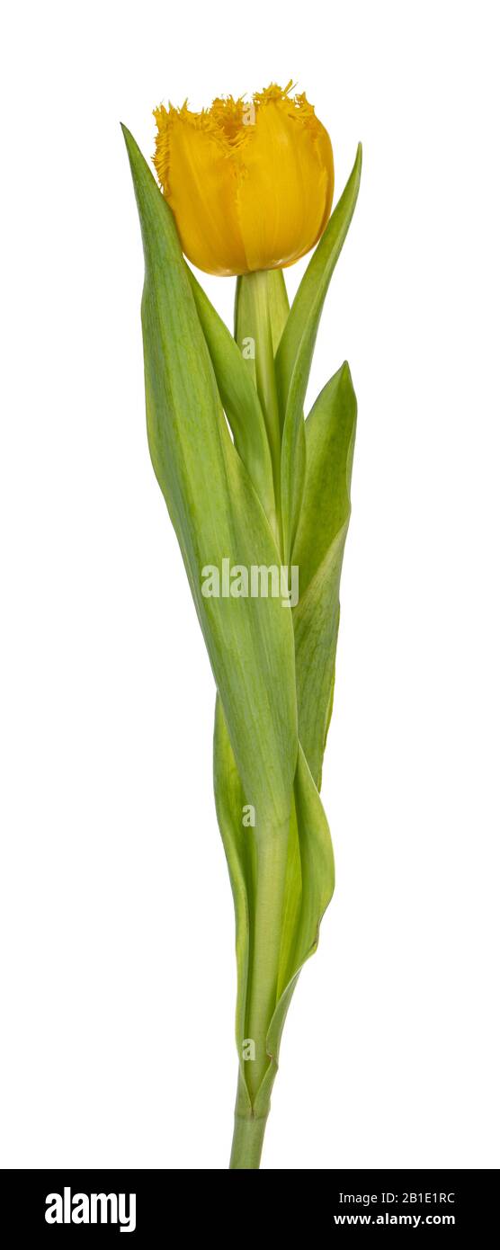 Side view of single yellow ruffled tulip, isolated on white background. Stock Photo