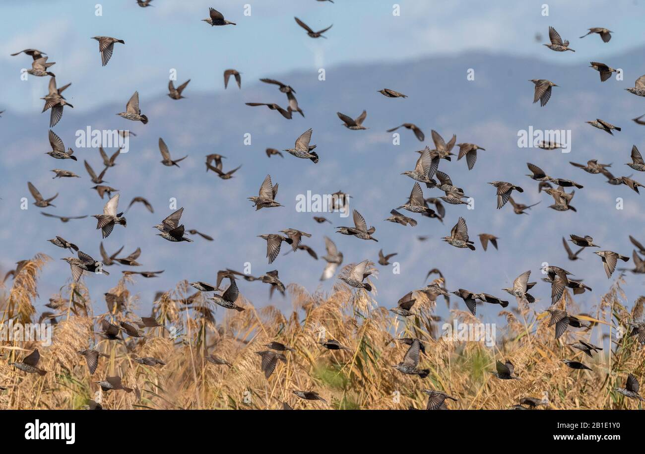 Flock of starlings, Sturnus vulgaris, in flight in early autumn, over reedbeds. Stock Photo