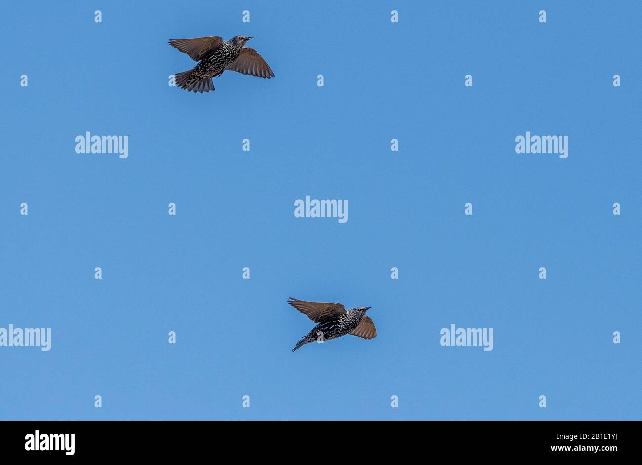 Starlings, Sturnus vulgaris, in flight in early autumn. Stock Photo