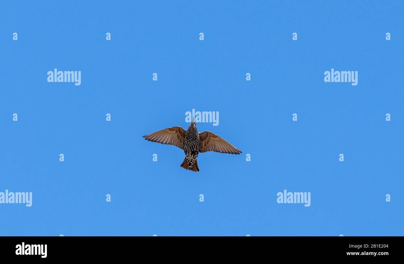 Starling, Sturnus vulgaris, in flight in early autumn. Stock Photo