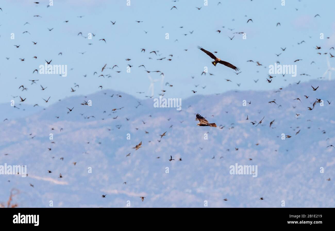 Female Marsh harrier, Circus aeruginosus, in flight among flock of starlings. Stock Photo