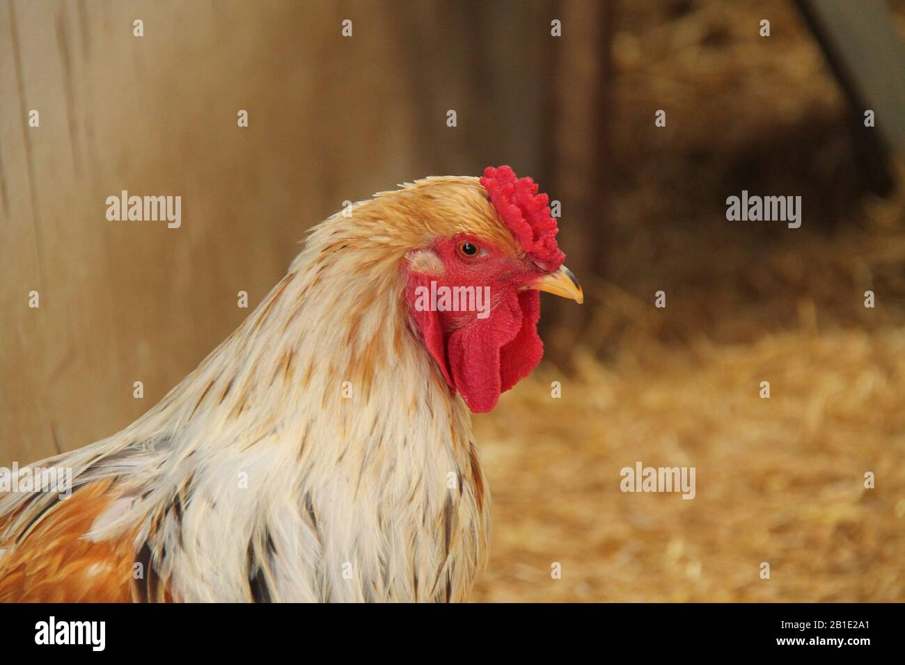 A Farmyard Rhode Island Red Rooster Cockerel Bird Stock Photo Alamy