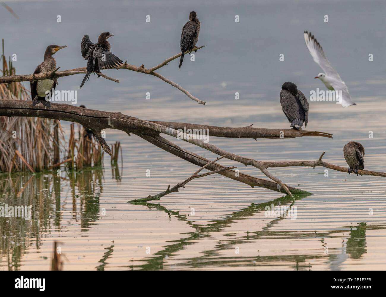 Pygmy cormorants, Microcarbo pygmeus, and Great Cormorants loafing on branch in Lake Kastoria, north Greece Stock Photo