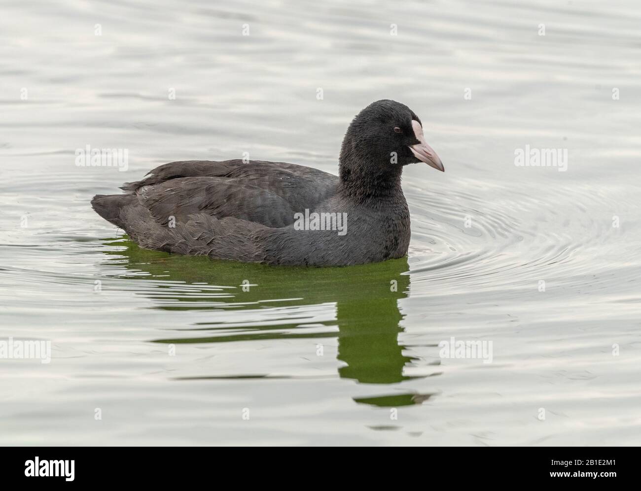 Common coot hi-res stock photography and images - Alamy