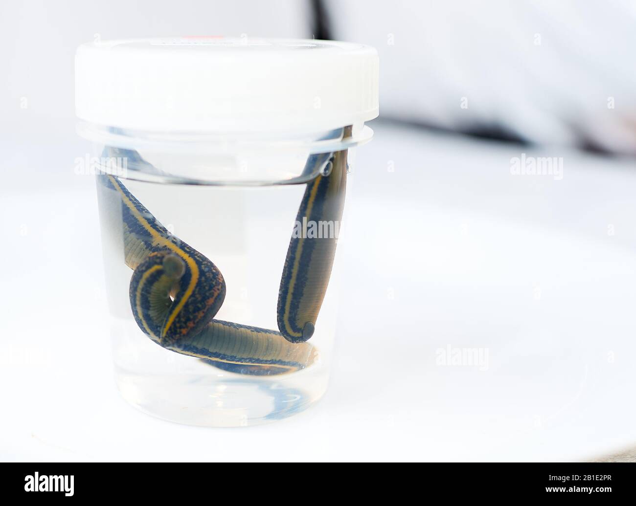 Leeches Medicine Hi Res Stock Photography And Images Alamy