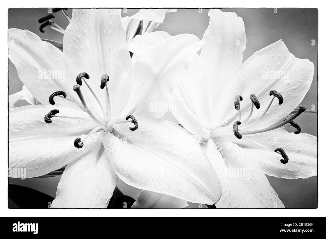 A monochrome close-up of white oriental lilies. Stock Photo