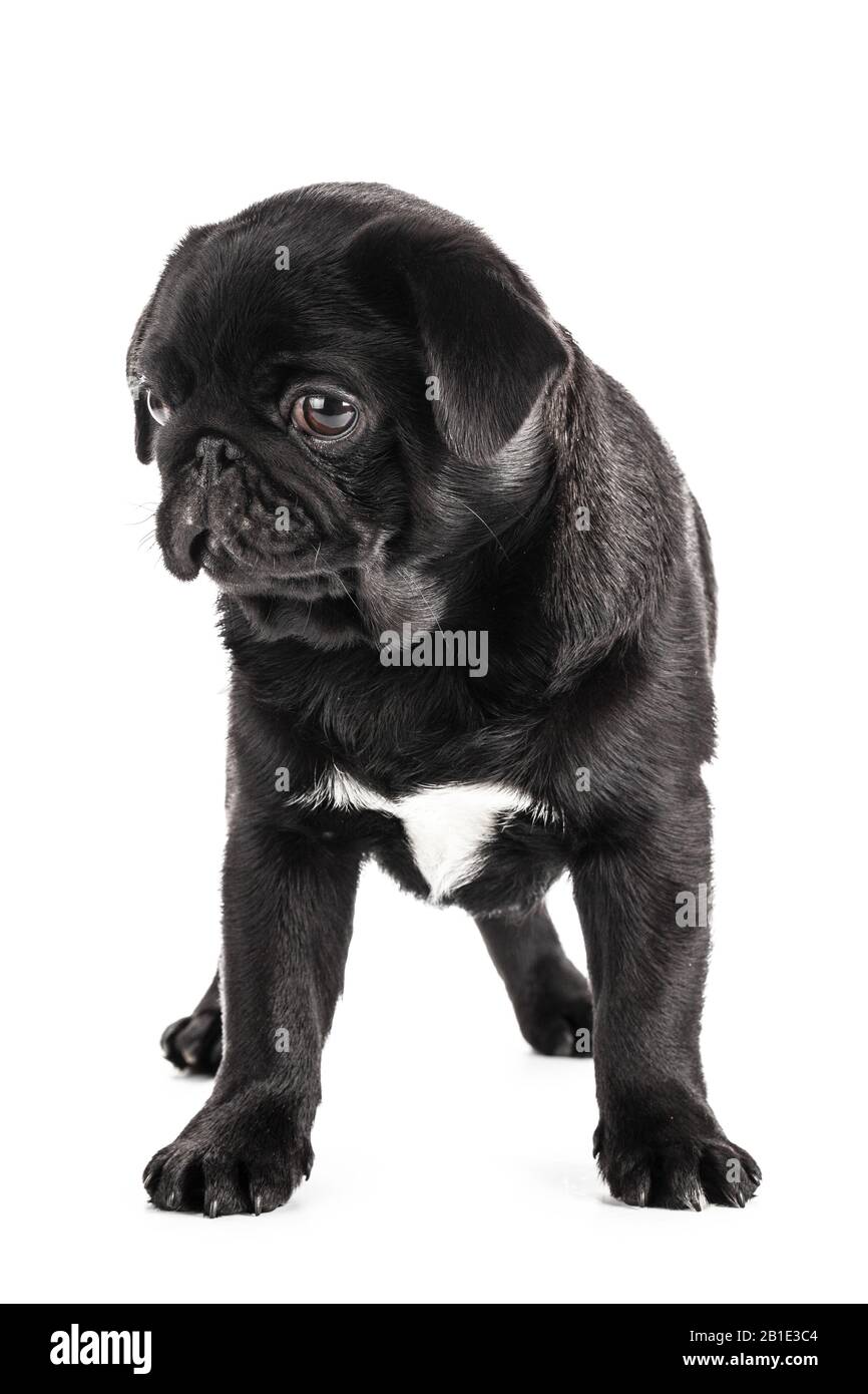 Pug dog isolated on a white background Stock Photo - Alamy