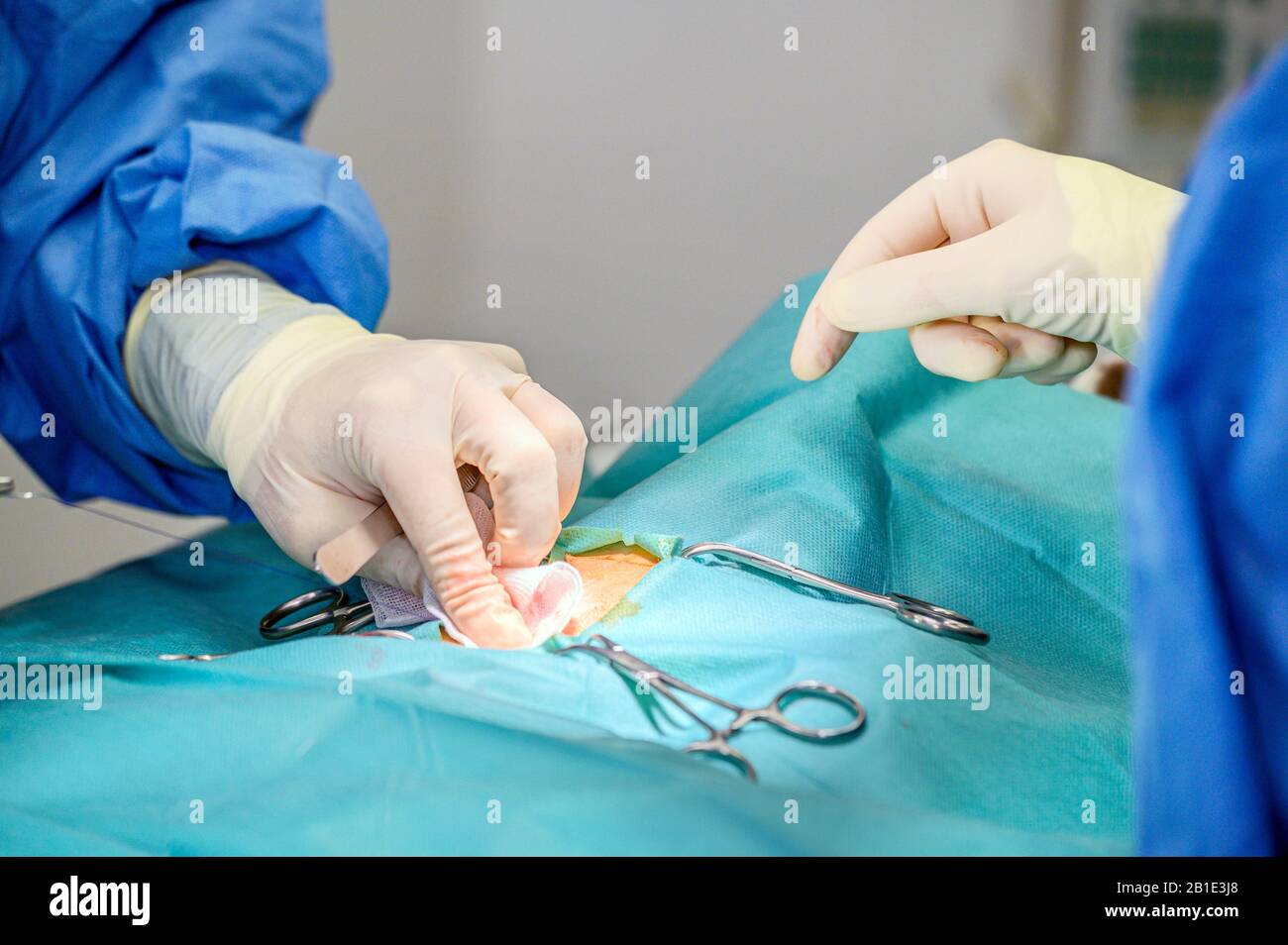 Operation process on a patient. Surgeon's hands in protective gloves doing surgery with medical tools . Stock Photo