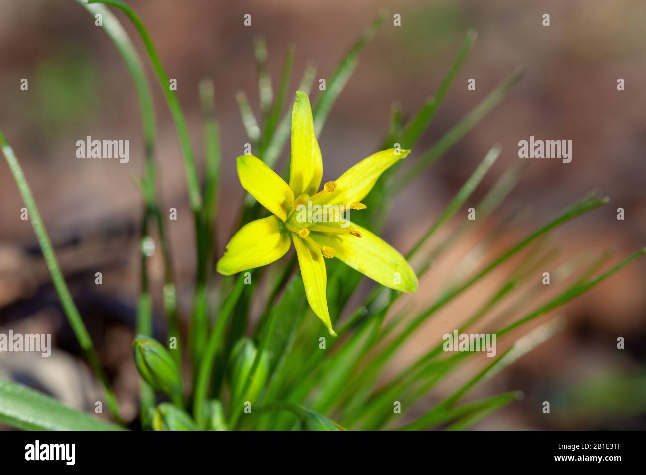 Flower of Gagea lutea, the yellow star-of-Bethlehem Stock Photo
