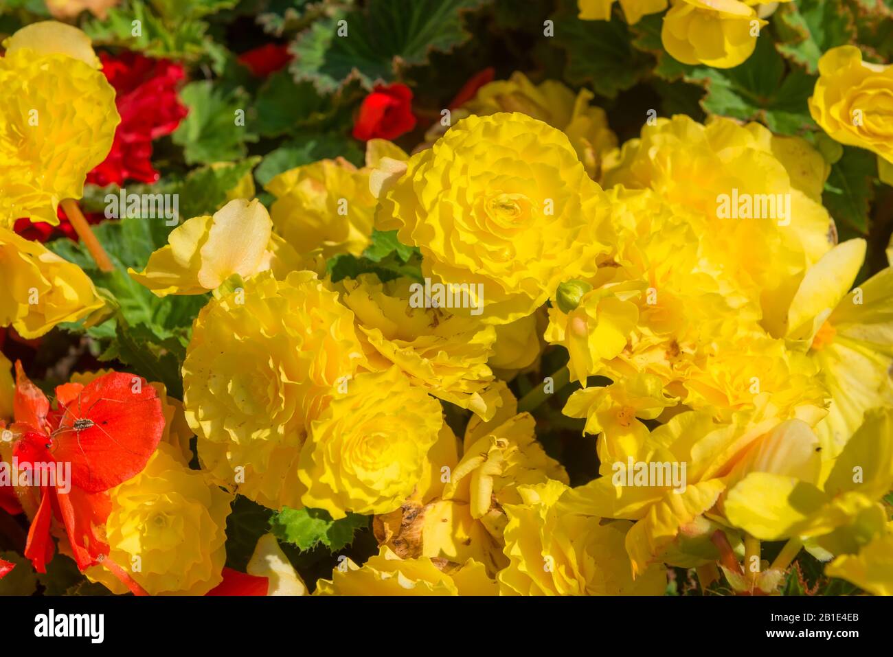Yellow begonia flowers on a flowerbed on a summer day Stock Photo