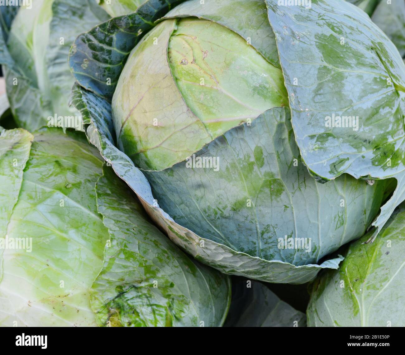 Cabbage on the market background. Fresh cabbage from farm field. Close
