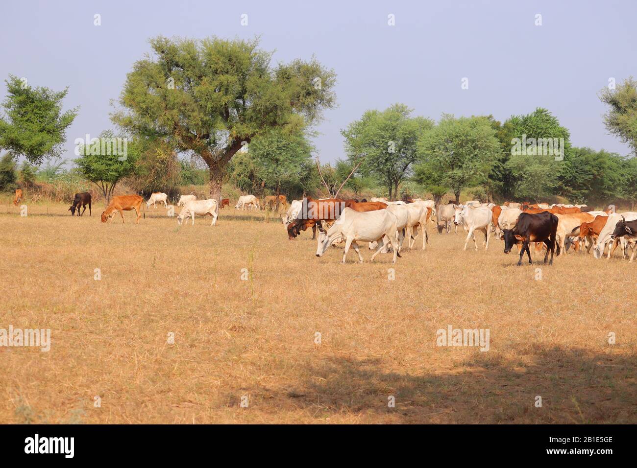 Black and white cows in a grassy field on a bright and sunny day in ...