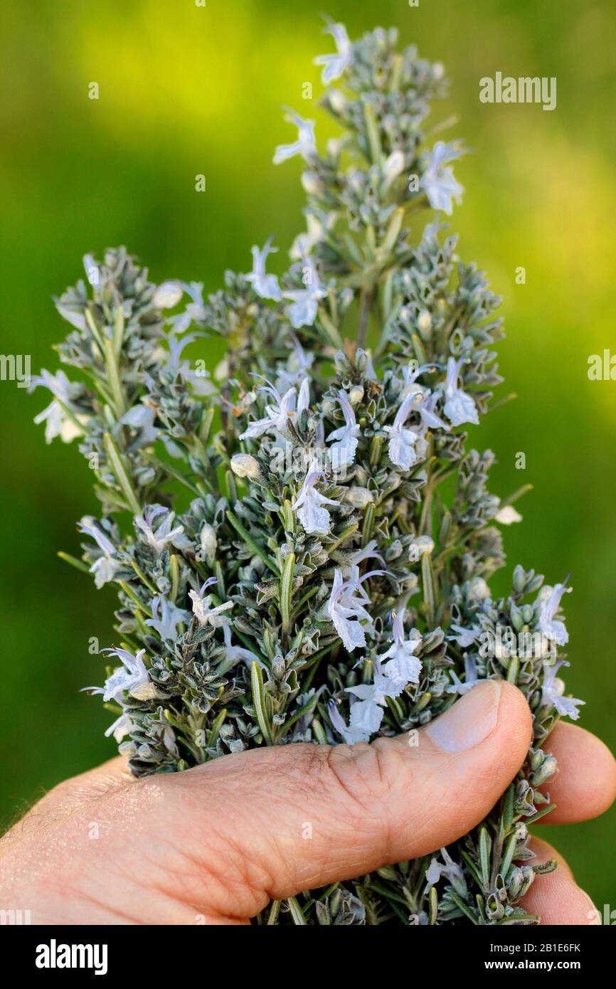 Rosemary Young Shoot - Rosmarinus officinalis