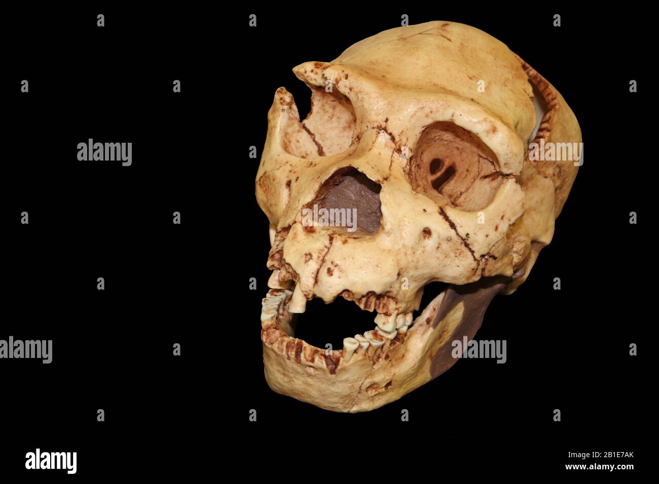 Homo heidelbergensis Skull Atapuerca 5 Stock Photo