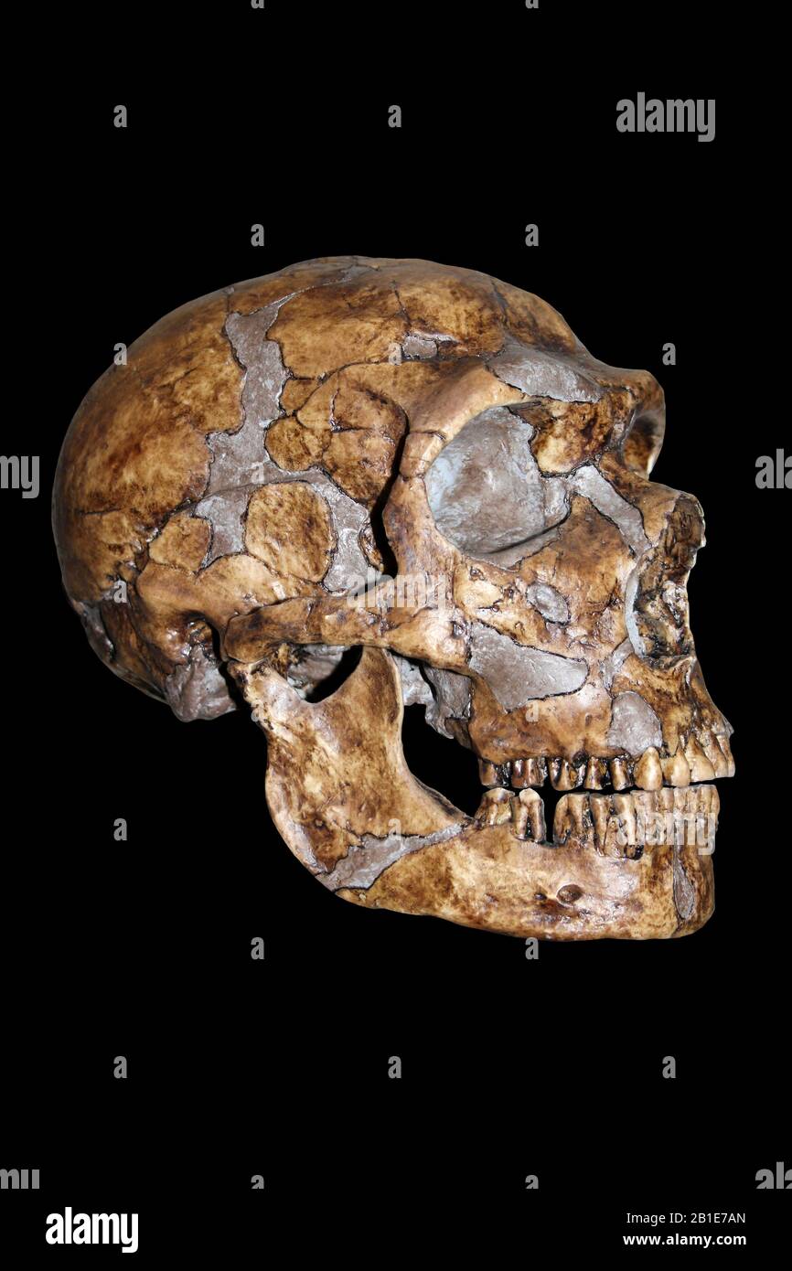 Homo neanderthalensis Stock Photo