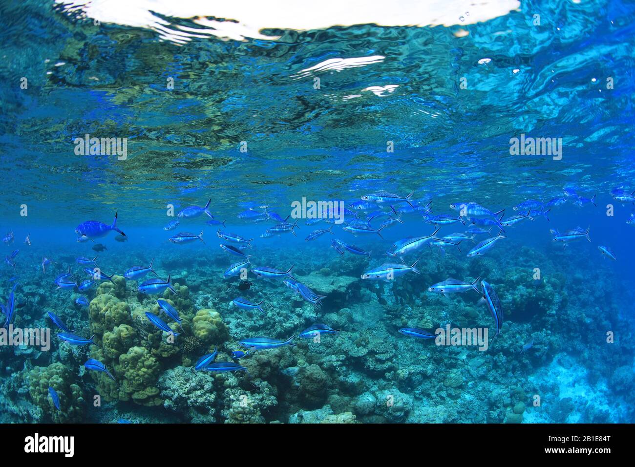 Shoal of Bluestreak fusilier fish (Pterocaesio tile) underwater in the tropical waters of the indian ocean Stock Photo