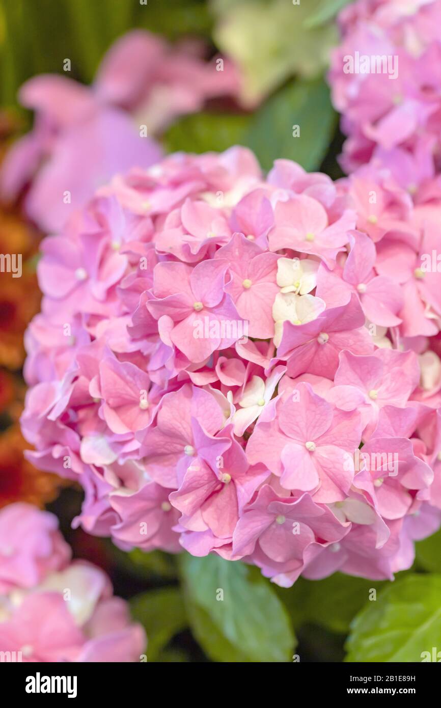 Hydrangea has the scientific name Hydrangea macrophylla (Thunb.) Ser. Belongs to the family Hydrangeaceae. It is a flower that conveys softness to the Stock Photo