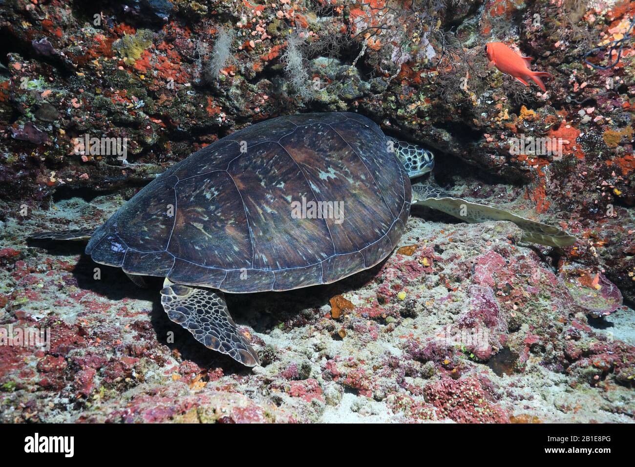 Green sea turtle (Chelonia mydas) sleeping underwater in the coral reef ...