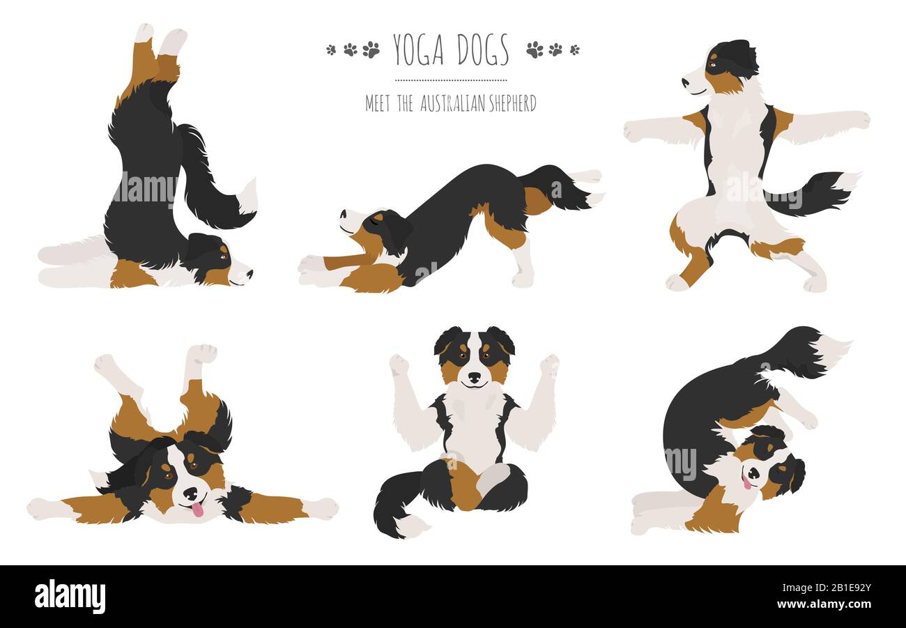 Yoga dogs poses and exercises. Australian shepherd clipart. Vector