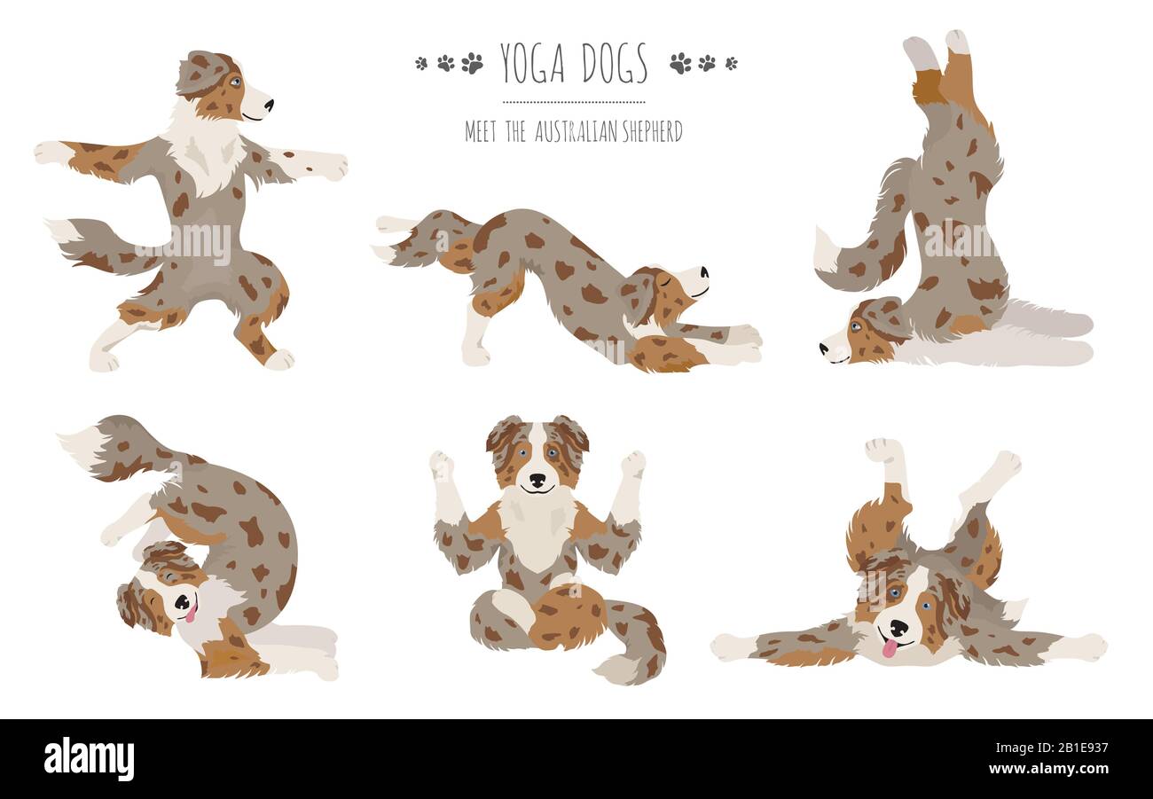 Yoga dogs poses and exercises. Australian shepherd clipart. Vector