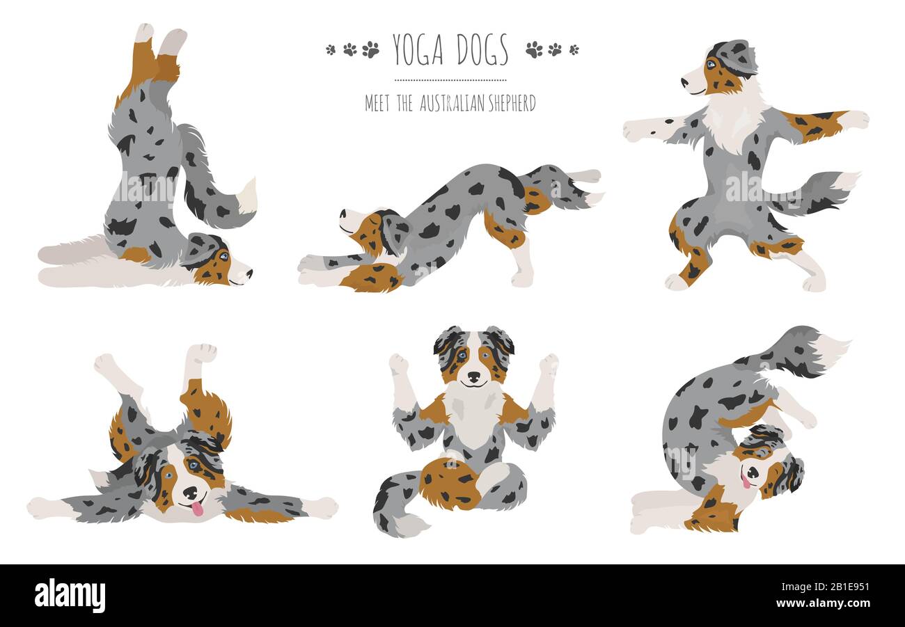 Yoga dogs poses and exercises. Australian shepherd clipart. Vector