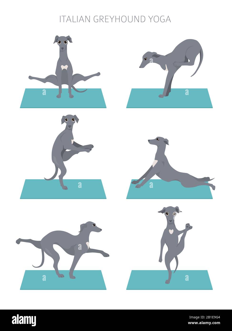 Yoga dogs poses and exercises poster design. Italian greyhound clipart