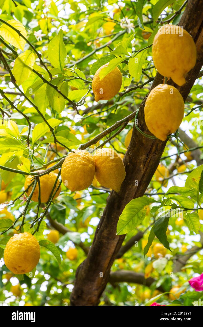 Amalfy coast italy hires stock photography and images Alamy
