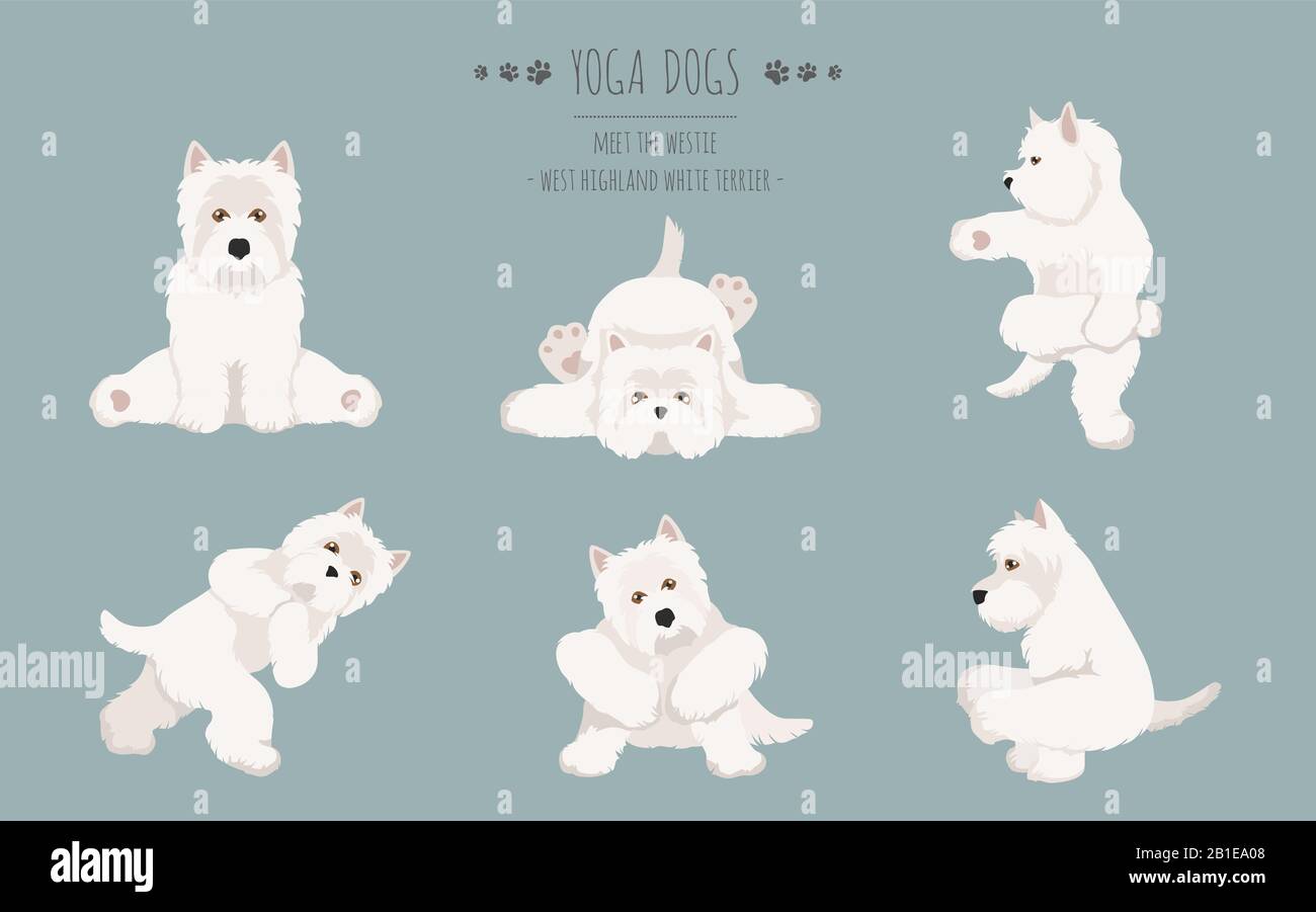 Yoga dogs poses and exercises poster design. West Highland White Terrier clipart. Vector illustration Stock Vector