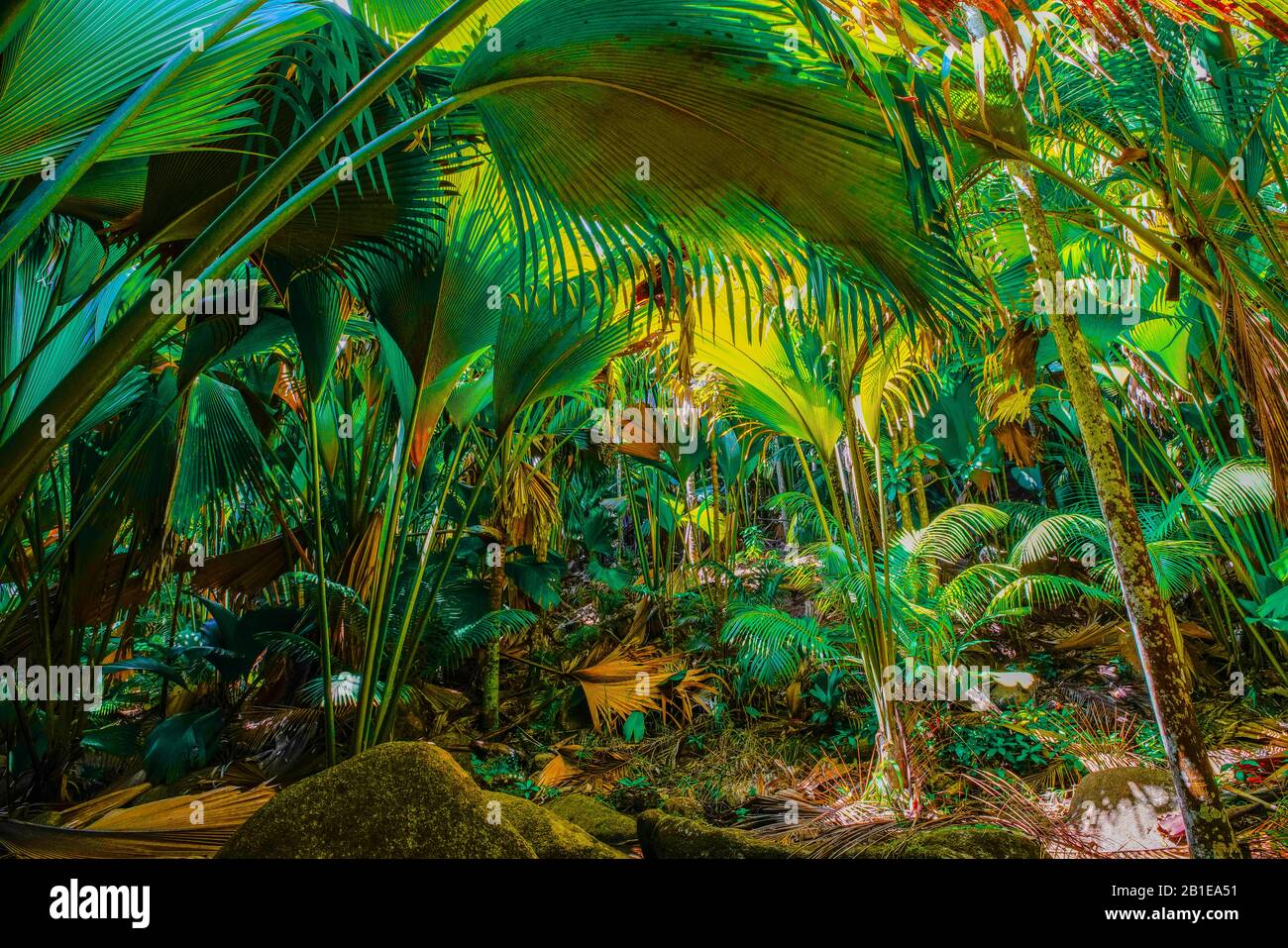 Latannyen lat (Verschaffeltia splendida) or Stilt Palm in Vallée de Mai Nature Reserve, Praslin Island, Seychelles. UNESCO World Heritage. Stock Photo