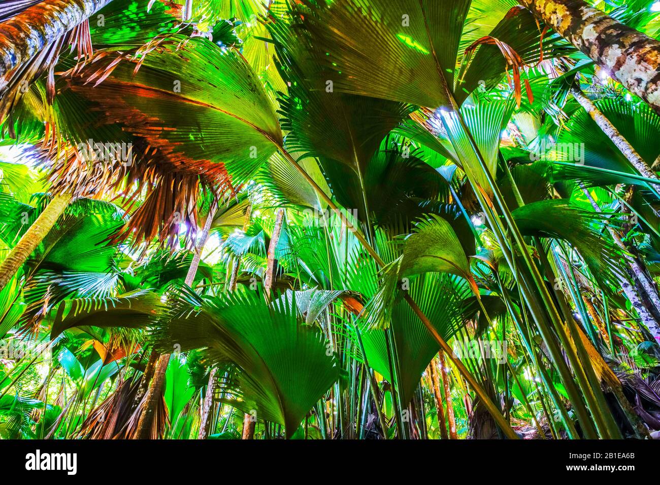 Latannyen lat (Verschaffeltia splendida) or Stilt Palm in Vallée de Mai Nature Reserve, Praslin Island, Seychelles. UNESCO World Heritage. Stock Photo