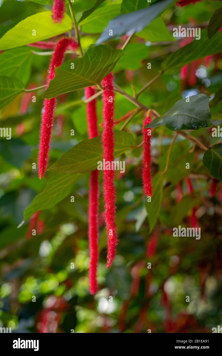Chenille Plant Red Hot Cats Tail in Lush Tropical Rainforest Stock Photo