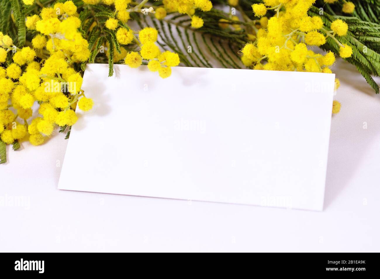 Spring Background White Card With Free Space For Text In The Mimosa Flowers Stock Photo Alamy