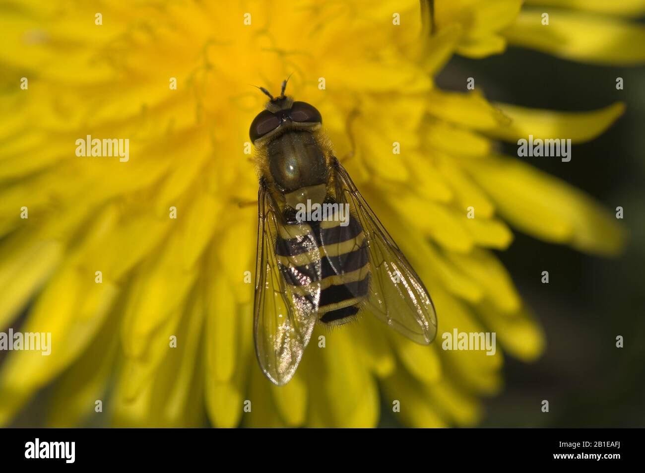 Currant Hover Fly, Common Banded Hoverfly (Syrphus ribesii), on composite, Netherlands Stock Photo